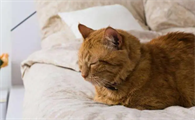 猫咪老喜欢睡旁边为什么呢