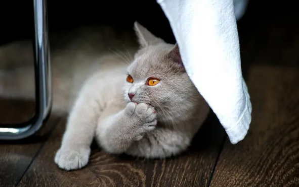 猫咪尿为什么酸酸的味道 猫咪尿为什么酸酸的味道