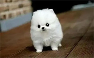 饲养小知识：茶杯犬多久能洗澡？