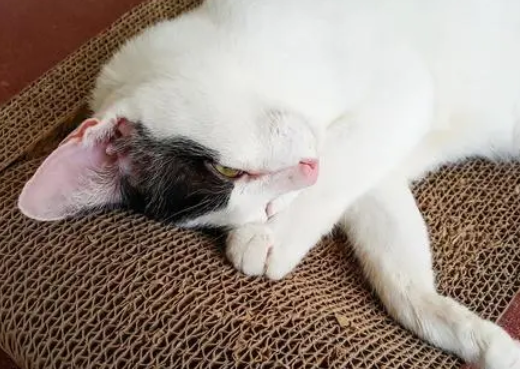 猫咪为什么频繁发青的原因