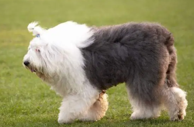 英国古代牧羊犬破坏性行为怎么纠正,你们知道吗? 英国古代牧羊犬破坏性行为怎么纠正,你们知道吗?