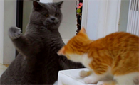 猫咪为什么见面就打架呢怎么回事