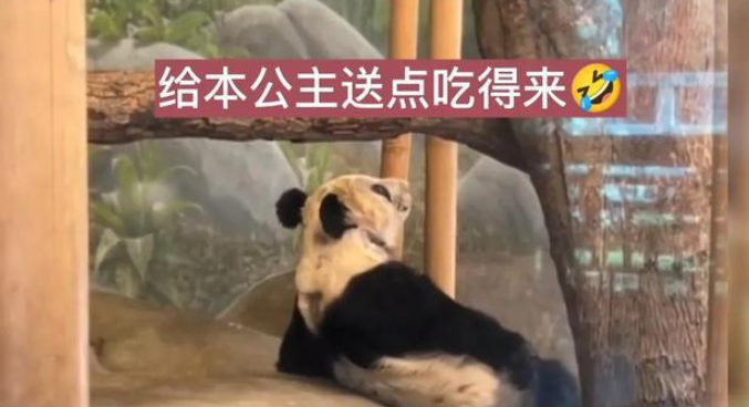 合约即将到期！丫丫公主四脚朝天彻底放飞自我