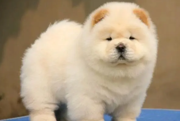 松狮犬为什么流眼泪?大概率是这4个原因 松狮犬为什么流眼泪?大概率是这4个原因