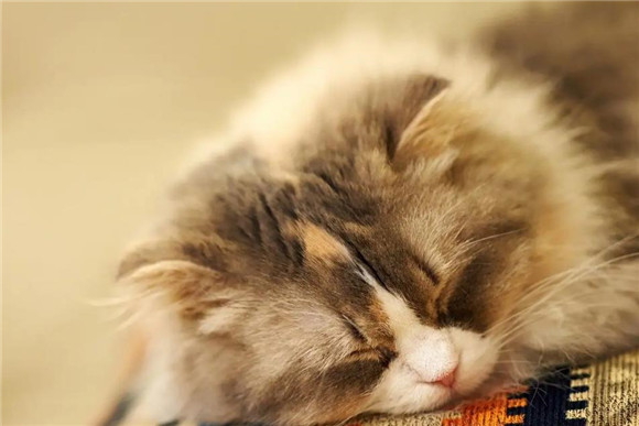 猫咪耳朵里小水泡怎么回事