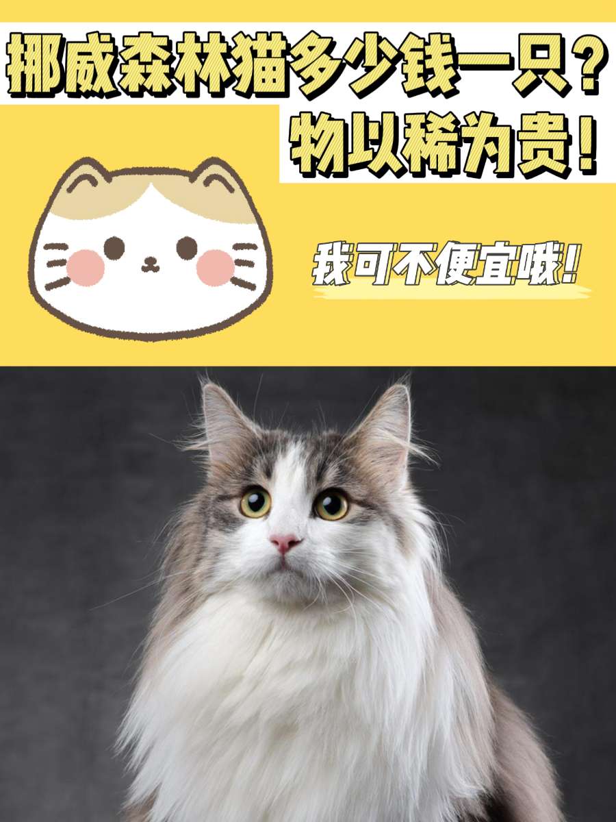 挪威森林猫多少钱一只？物以稀为贵~