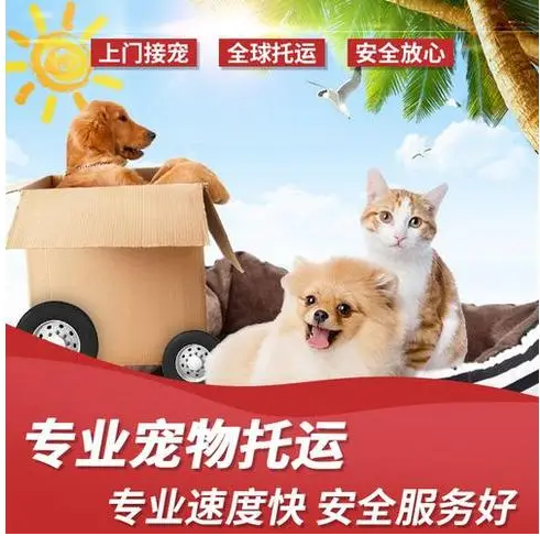顺丰宠物托运多少钱宠物寄件