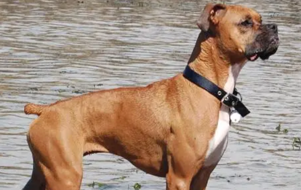 拳师犬拉肚子怎么处理？主人需要做到什么？