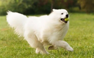养萨摩耶犬有什么坏处?可爱的它也是个恶魔哦!