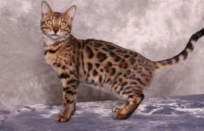 今日看点：孟加拉豹猫性格怎么样？