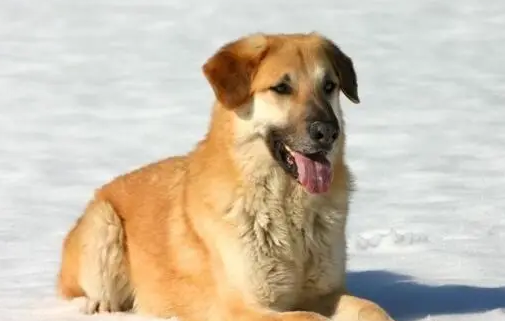 奇努克犬拉稀怎么治疗好？来了解下吧