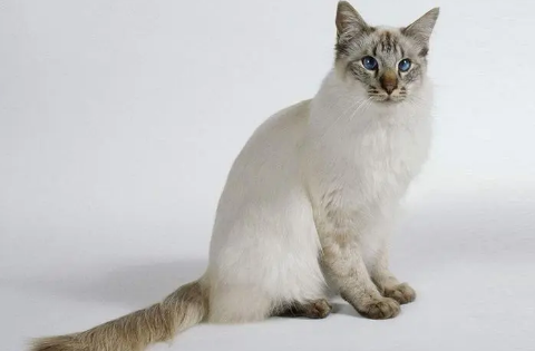 巴厘猫猫鼻支怎么治?宠主可以了解一下! 巴厘猫猫鼻支怎么治?宠主可以了解一下!