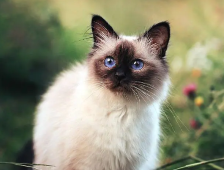 养喜马拉雅猫注意事项是什么？一文告诉你！