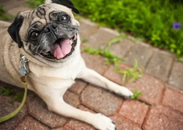 巴哥犬可以剃毛吗？不知道的来瞧瞧