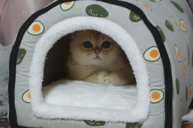 夏天猫咪为什么喜欢睡窝里 夏天猫咪为什么喜欢睡窝里