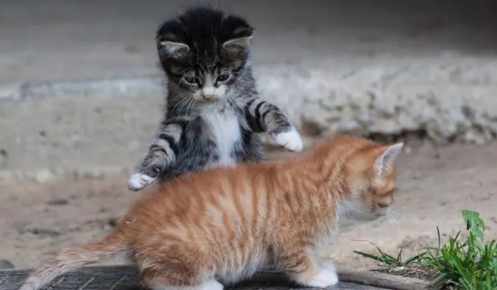 猫咪全天嚎叫是为什么呢