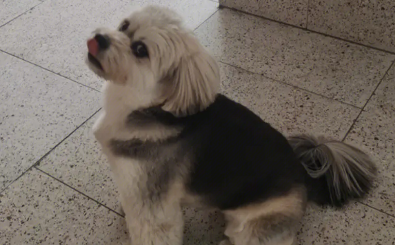 哈瓦那犬发烧怎么办？这几个方法要学会