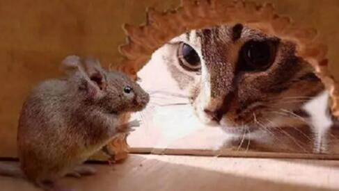 猫吃了老鼠会怎么样 猫吃了老鼠会怎么样
