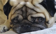 巴哥犬耐热吗？来看看吧