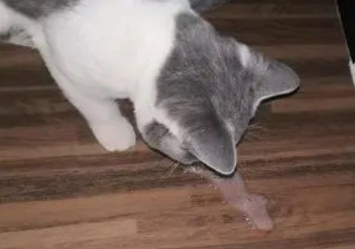宠物猫呕吐猫粮是什么原因造成的