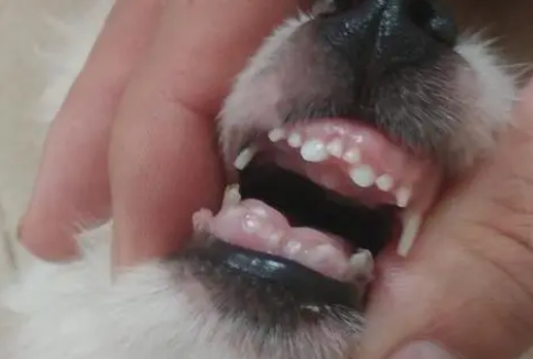 巴哥犬什么时候换牙?宠主可以了解一下! 巴哥犬什么时候换牙?宠主可以了解一下!