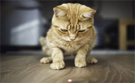 猫为什么会跟着红点跑