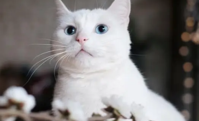 宠物猫能抓老鼠不