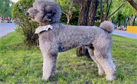 巨贵什么时候开始爆毛？饲养之前了解下吧~
