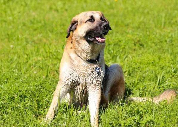 安纳托利亚牧羊犬好养吗？有必要了解一下！