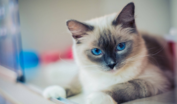 小猫咪为什么吃东西的时候会趴着吃