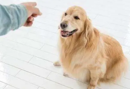 陌生狗狗为什么会跟着你 陌生狗狗为什么会跟着你