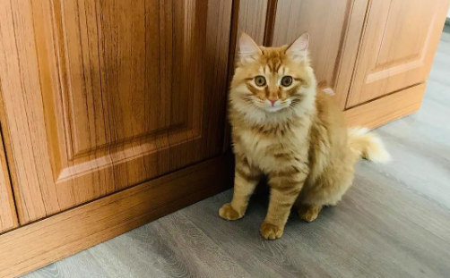 猫咪单脚抖动是什么原因 猫咪单脚抖动是什么原因