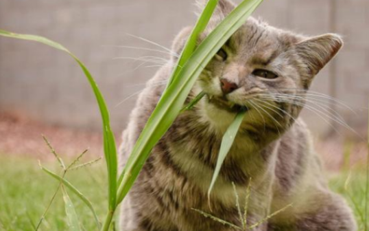猫咪爱吃草的原因