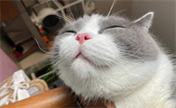 猫咪可以治疗焦虑症吗