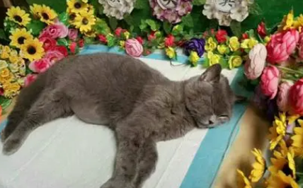 南京宠物殡葬服务价格
