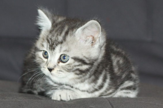 美国短尾猫多少钱一只？贵不？