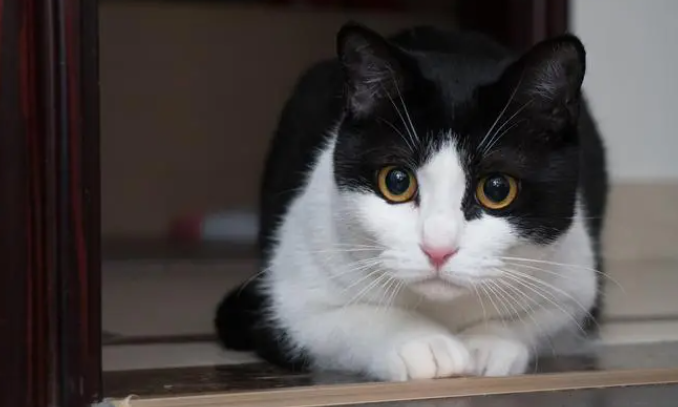 猫咪为什么会得滴虫病毒呢 猫咪为什么会得滴虫病毒呢