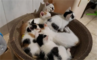 有没有专门收养猫的地方