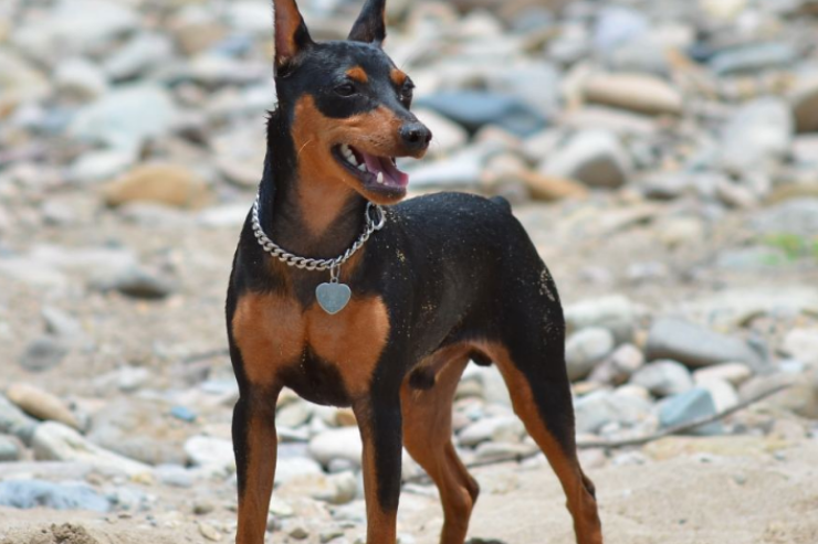 德国宾莎犬如何训练？用那些方法？