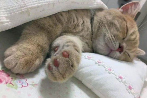 猫咪为什么这么难呢 猫咪为什么这么难呢