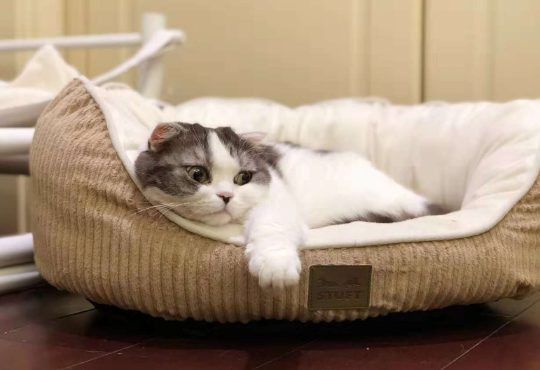猫为什么喜欢进卧室