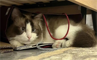 猫丢了找猫的窍门