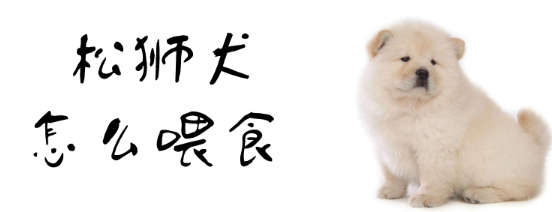 松狮犬怎么喂食？看本文就能学会