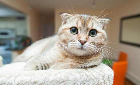 猫咪为什么喜欢睡前哭闹