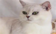 银渐层有泪痕怎么办？猫友可以瞧瞧~