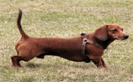 腊肠犬产后吃什么，今天我们来分析下！