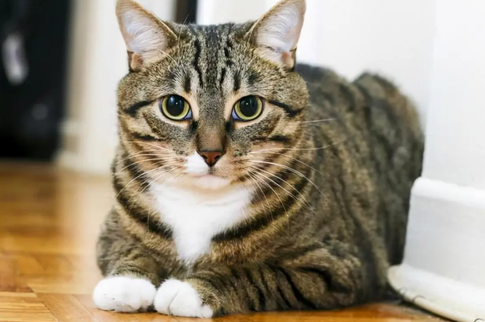 狸花猫体重标准是多少？关注这些细节才能健康养宠