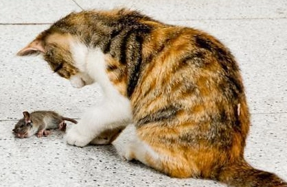 猫咪为什么保护老鼠呢