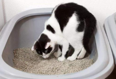 猫咪为什么会知道埋屎的原因