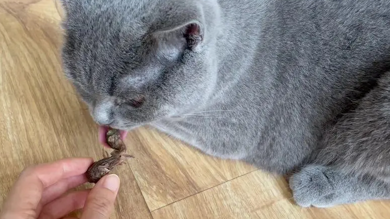 猫可以吃煮熟的鹌鹑吗